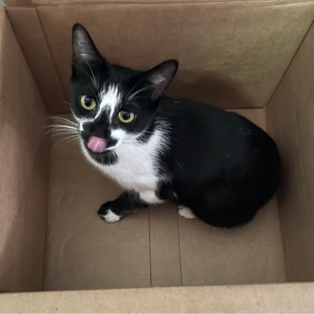 Meet your Posher, Inky